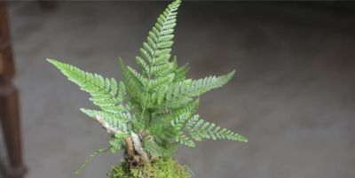 家庭想要栽种耐阴的植物，分享5种蕨类，好养且每一种都是高颜值 - 图画吧TUHUABA