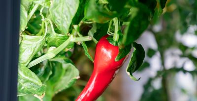 智能种植舱来了，在家也能拥有“菜园子” - 图画吧TUHUABA