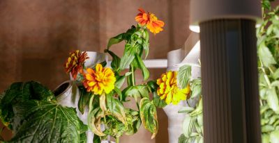 智能种植舱来了，在家也能拥有“菜园子” - 图画吧TUHUABA