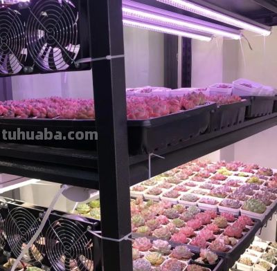 多肉圈子，又开始卖“小鼻嘎”了？小小的多肉，上百块钱！ - 图画吧TUHUABA