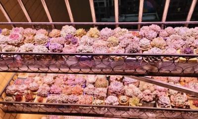 多肉圈子，又开始卖“小鼻嘎”了？小小的多肉，上百块钱！ - 图画吧TUHUABA