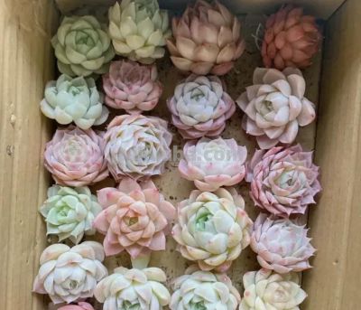 多肉圈子，又开始卖“小鼻嘎”了？小小的多肉，上百块钱！ - 图画吧TUHUABA