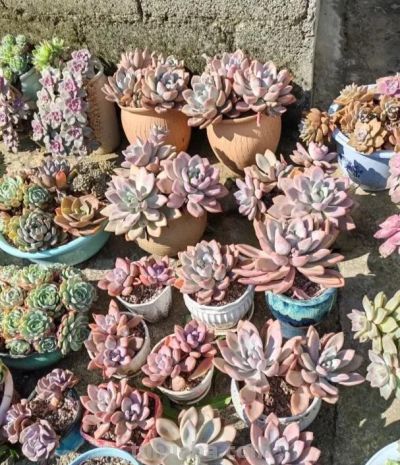 多肉圈子，又开始卖“小鼻嘎”了？小小的多肉，上百块钱！ - 图画吧TUHUABA