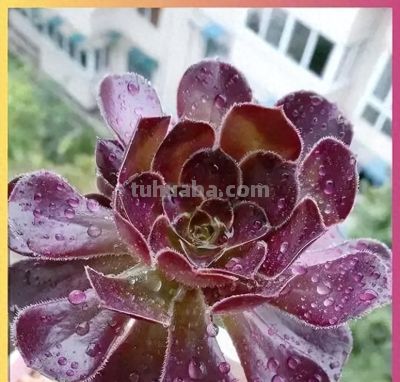 这5种多肉，越是“狠心控养”，状态越惊艳，养过的人都懂 - 今日头条