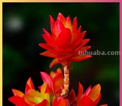 这5种多肉，越是“狠心控养”，状态越惊艳，养过的人都懂 - 图画吧TUHUABA