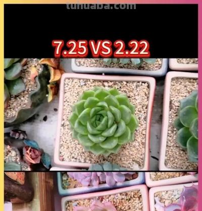 这5种多肉，越是“狠心控养”，状态越惊艳，养过的人都懂 - 图画吧TUHUABA