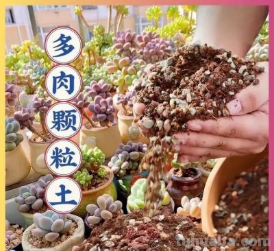 这5种多肉，越是“狠心控养”，状态越惊艳，养过的人都懂 - 图画吧TUHUABA