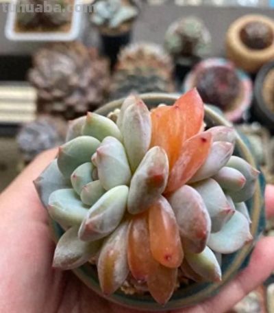 多肉夏天容易烂，没有适应高温，早春搬出去，提前露养！ - 今日头条