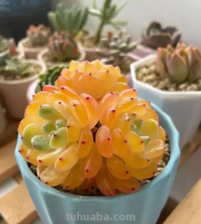 多肉夏天容易烂，没有适应高温，早春搬出去，提前露养！ - 图画吧TUHUABA