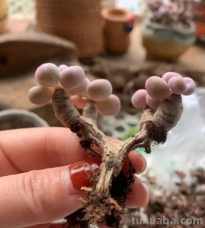 多肉夏天容易烂，没有适应高温，早春搬出去，提前露养！ - 图画吧TUHUABA