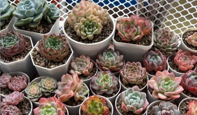 多肉夏天容易烂，没有适应高温，早春搬出去，提前露养！ - 图画吧TUHUABA