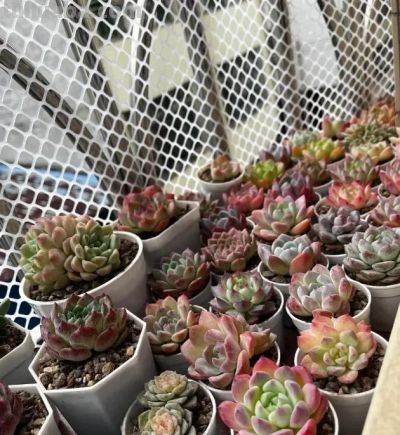 多肉夏天容易烂，没有适应高温，早春搬出去，提前露养！ - 图画吧TUHUABA