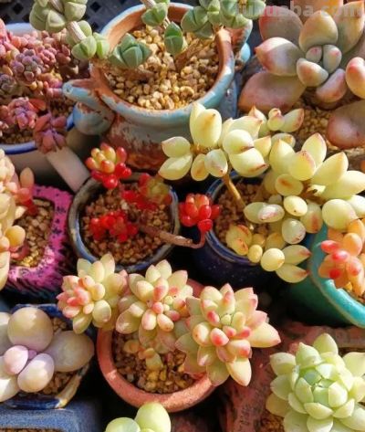 多肉夏天容易烂，没有适应高温，早春搬出去，提前露养！ - 图画吧TUHUABA