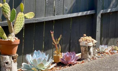 云南一姑娘,将多肉种在地里,一不留神长成“巨无霸”,真壮观 - 今日头条 云南一姑娘,将多肉种在地里,一不留神长成“巨无霸”,真壮观 - 图画吧TUHUABA