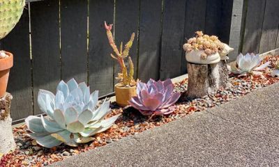 云南一姑娘，将多肉种在地里，一不留神长成“巨无霸”，真壮观 - 今日头条