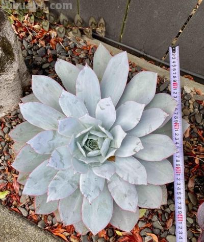 云南一姑娘,将多肉种在地里,一不留神长成“巨无霸”,真壮观 - 今日头条 云南一姑娘,将多肉种在地里,一不留神长成“巨无霸”,真壮观 - 图画吧TUHUABA