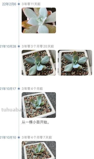 云南一姑娘,将多肉种在地里,一不留神长成“巨无霸”,真壮观 - 今日头条 云南一姑娘,将多肉种在地里,一不留神长成“巨无霸”,真壮观 - 图画吧TUHUABA