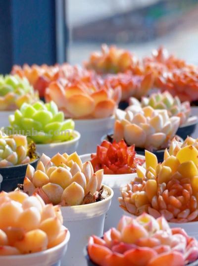 多肉总养死？记住这几点，新手也能养得胖嘟嘟、状态超好 - 图画吧TUHUABA