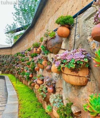 多肉总养死？记住这几点，新手也能养得胖嘟嘟、状态超好 - 图画吧TUHUABA