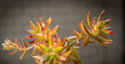 多肉总养死？记住这几点，新手也能养得胖嘟嘟、状态超好 - 图画吧TUHUABA