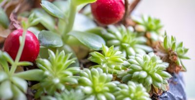 多肉总养死？记住这几点，新手也能养得胖嘟嘟、状态超好 - 图画吧TUHUABA