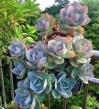 多肉总养死？记住这几点，新手也能养得胖嘟嘟、状态超好 - 图画吧TUHUABA