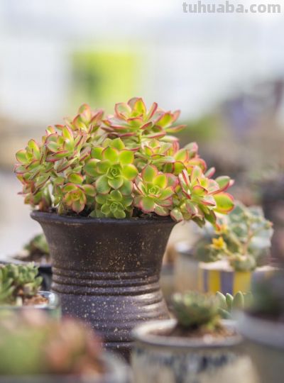 多肉总养死？记住这几点，新手也能养得胖嘟嘟、状态超好 - 图画吧TUHUABA