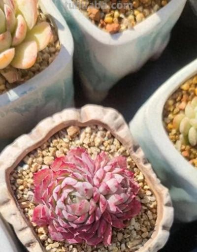 春天买多肉，这两种不要买，叶子带“臭味”，买回家臭气哄哄 - 今日头条