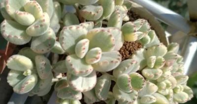 春天买多肉，这两种不要买，叶子带“臭味”，买回家臭气哄哄 - 图画吧TUHUABA