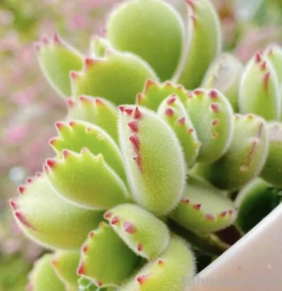 春天买多肉，这两种不要买，叶子带“臭味”，买回家臭气哄哄 - 图画吧TUHUABA