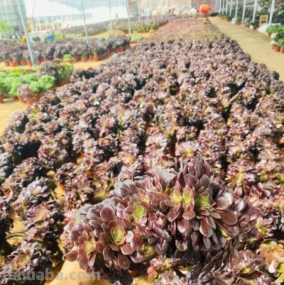 春天买多肉，这两种不要买，叶子带“臭味”，买回家臭气哄哄 - 图画吧TUHUABA