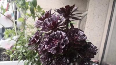 春天买多肉，这两种不要买，叶子带“臭味”，买回家臭气哄哄 - 图画吧TUHUABA