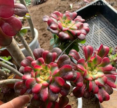 春天买多肉，这两种不要买，叶子带“臭味”，买回家臭气哄哄 - 图画吧TUHUABA