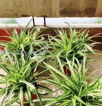 室内养仙人球，合适吗？很多人说“不吉利”，养花不要迷信 - 图画吧TUHUABA