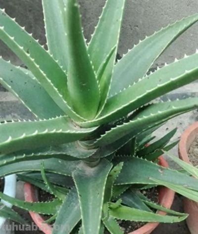 室内养仙人球，合适吗？很多人说“不吉利”，养花不要迷信 - 今日头条