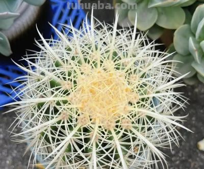 室内养仙人球，合适吗？很多人说“不吉利”，养花不要迷信 - 图画吧TUHUABA