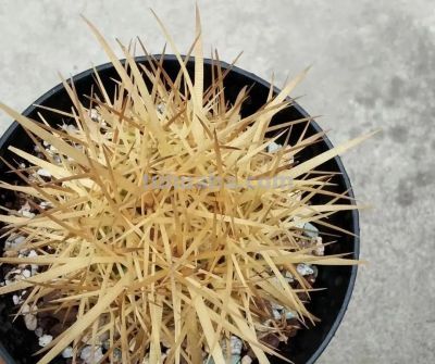 室内养仙人球，合适吗？很多人说“不吉利”，养花不要迷信 - 图画吧TUHUABA