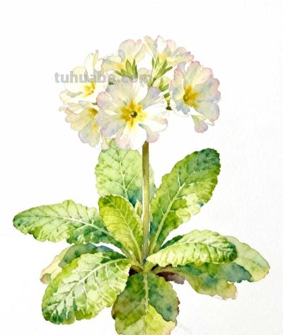 水彩画｜报春花 - 图画吧TUHUABA