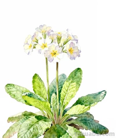 水彩画｜报春花 - 图画吧TUHUABA