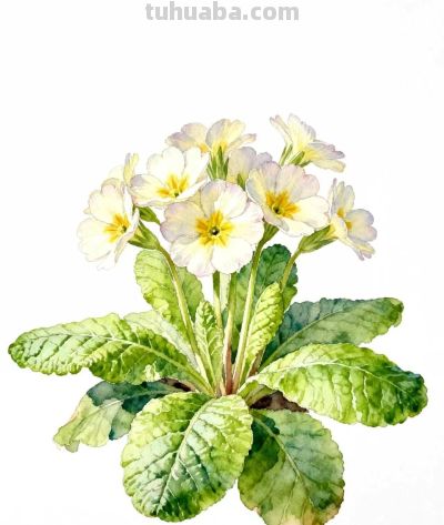 水彩画｜报春花 - 图画吧TUHUABA