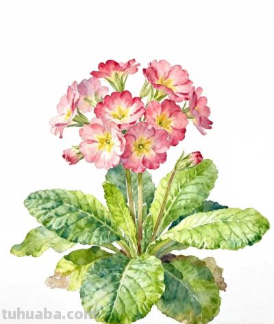 水彩画｜报春花 - 图画吧TUHUABA