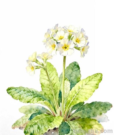 水彩画｜报春花 - 图画吧TUHUABA