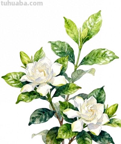 水彩画｜栀子花 - 今日头条