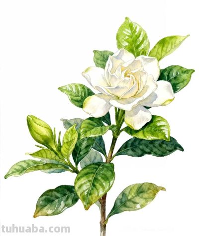 水彩画｜栀子花 - 图画吧TUHUABA