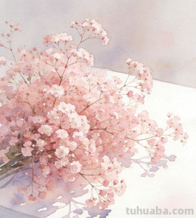 每日花语 · 一花一从容｜满天星：不必做主角，做自己就很好 - 今日头条