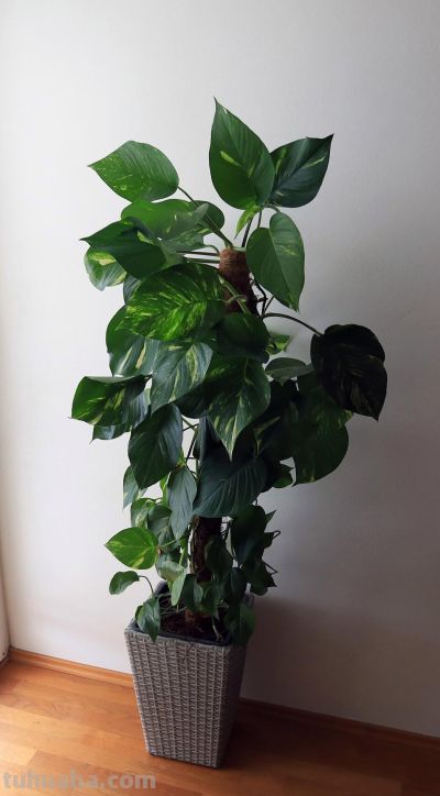 大叶绿萝的养殖方法和注意事项，掌握养护技巧，油绿疯长 - 今日头条