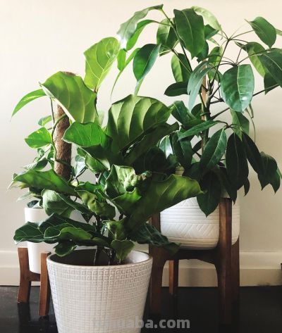 大叶绿萝的养殖方法和注意事项，掌握养护技巧，油绿疯长 - 图画吧TUHUABA