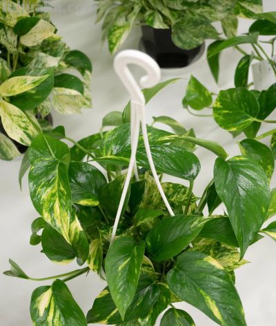 大叶绿萝的养殖方法和注意事项，掌握养护技巧，油绿疯长 - 图画吧TUHUABA