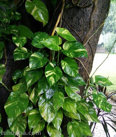 大叶绿萝的养殖方法和注意事项，掌握养护技巧，油绿疯长 - 图画吧TUHUABA