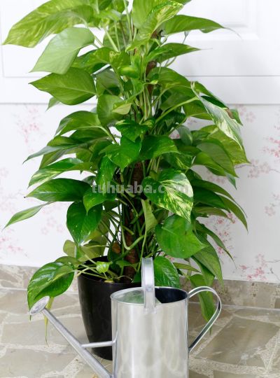 大叶绿萝的养殖方法和注意事项，掌握养护技巧，油绿疯长 - 图画吧TUHUABA